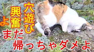 まだ帰っちゃダメよ！…チャコ猫 Dont go home yet！…Chaco cat [upl. by Elmajian]