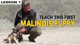 First Things to Teach Your MALINOIS Puppy [upl. by Ellinet]