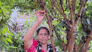 ജബോട്ടിക്കാബ പഴം കേരളത്തിൽ ഇത്രയും നന്നായി കായിക്കുമോ jaboticaba fruit kerala [upl. by Divine]