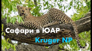 Cафари в ЮАР Kruger National Park [upl. by Weibel]