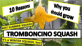 BEST SQUASH to GROW 10 Reasons to Grow Tromboncino Squash verticalgardening organicgardening [upl. by Aititil]