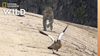 Bird Outsmarts Leopard in a Chase  Nat Geo Wild [upl. by Aroved]