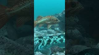 Vermillion rockfish vs Lingcod  who’s the bigger fish in the pond fish scubadiving [upl. by Joni]