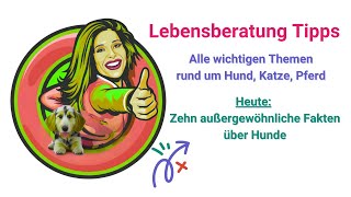 Zehn außergewöhnliche Fakten über Hunde [upl. by Eilrebmik898]