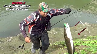 Ganas bukan main mancing ikan gabus monster air dangkal bikin kuwalahan [upl. by Bannerman65]