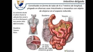 Fisiologia del Aparato Digestivo [upl. by Materse]