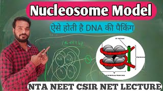 Nucleosome  Nucleosome model  DNA Packing  Histone protein  Nucleosome model in hindi  neet bio [upl. by Alyks]