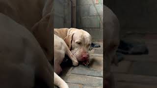 Bully Kutta Chennai bullykutta doglover rottweilerlove pets viralvideo trending dog [upl. by Gninnahc]