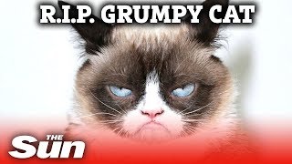 World famous Grumpy Cat dies aged 7 after making her owner millions [upl. by Runstadler]