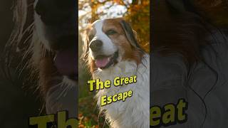 Riley  The Great Escape trailer kooikerhondje [upl. by Nonrev152]