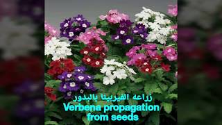 إكثار نبات الفيربينا Verbena propagation بالبذور و العقل [upl. by Novyart677]