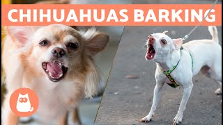 CHIHUAHUAS BARKING COMPILATION 🐶🔊 Angry Happy and Crying Chihuahuas [upl. by Aicnarf985]