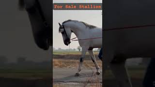 For sale stallion neela full detail contact no 8847514481 [upl. by Enidualc]