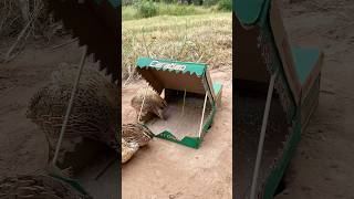 Simple Best Bird Trap  Quail Trap shorts [upl. by Hamid]