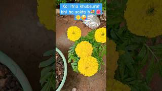 Mygarden lovely flower 🌼 🌸 💐shortsytshorts trending viralshorts flowersplant lovergardening [upl. by Newkirk20]