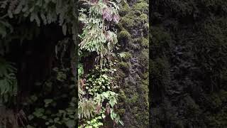 Redwoods Fern Canyon Part 3 of 4 [upl. by Verlie]