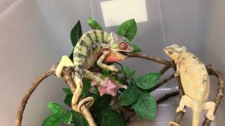 実況風？カメレオンのお見合い Panther chameleon Nosy Mitsio marriage meeting [upl. by Yelsew]