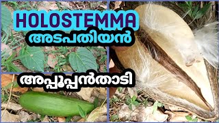 Holostemma  Adapathiyan  അപ്പൂപ്പൻതാടി  Health Benefits  Medicinal Plants [upl. by Ehcsrop]