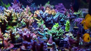 Aquarium Tips with Julian Sprung What is Kalkwasser Part 1 [upl. by Ycnalc946]