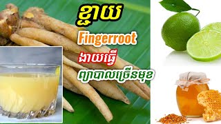 Advantages of fingerroot for human health អត្ថប្រយោជន៍នៃមើមខ្ជាយ [upl. by Rufford]