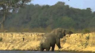 BBC Natural World 1998 Vanishing Pools of the Zambezi [upl. by Whiteley774]