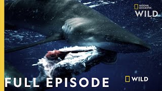 Shark vs Tuna Full Episode  National Geographic [upl. by Eniarrol]