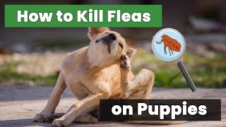 Ultimate Guide How to Kill Fleas on Puppies for Beginners [upl. by Ailito]