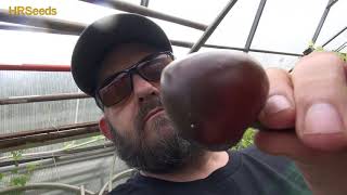 ⟹ Cascabel Pepper  Capsicum annuum  Pod Review [upl. by Vahe]