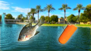 What Bait REALLY Catches More Catfish Lost a Rod [upl. by Mcclish80]