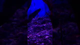 Weedy Sea Dragons Ripleys Aquarium of Canada shorts aquarium [upl. by Aelaza976]