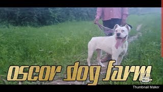 Oscor Dog KENNEL  Breeders Life  Palampur  Scoobers [upl. by Mina]