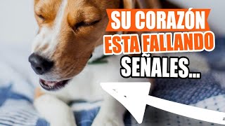 ENFERMEDAD CARDÍACA en PERROS 🐶💔Causas Síntomas y Qué Hacer [upl. by Amaryl759]