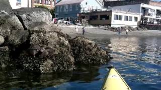 Sea Otter Family in Port Townsend [upl. by Staw]