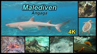 Abenteuer Schnorcheln  4K  Angaga Island Malediven [upl. by Iden]