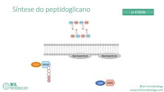 🦠 Síntese do peptidoglicano 🦠 [upl. by Aicila]