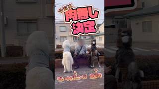 【お肉無しと言われた超大型犬と大型犬の後ろ姿のシンクロが可愛かった件】 shorts [upl. by Kong]