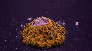 Plate Coral Devouring Nutramar Complete Pellets [upl. by Nortad]