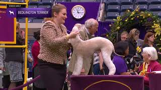 Bedlington Terriers  Breed Judging 2024 [upl. by Ueihttam]