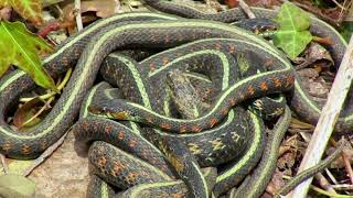 Redspotted Garter Snake ball [upl. by Miahc]