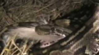 Python eats mongoose in Sabi Sand [upl. by Audsley]