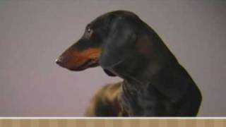 Meet the Breed  Dachshund [upl. by Adnalahs969]