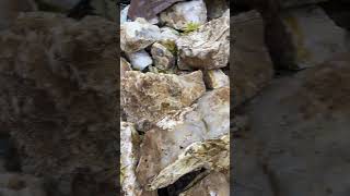 Pile of agate rocks fun rockhounders nature outdoors happy [upl. by Gibeon315]