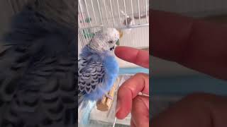 インコのほっぺをカキカキしたい人間と、されたくないインコ。 bird budgies budgerigar セキセイインコ [upl. by Notlek]