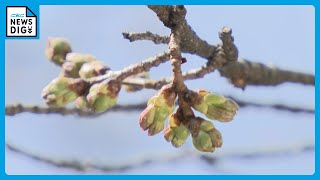 桜の開花早まり…例年より1週間前倒しで15日から「桜まつり」 ピンクに色づいたつぼみも 名古屋・鶴舞公園 [upl. by Aicilak583]