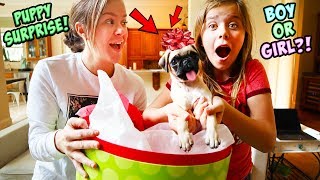 AYDAH GETS A SUPER SPECIAL PUPPY SURPRISE FOR CHRISTMAS [upl. by Eivol298]