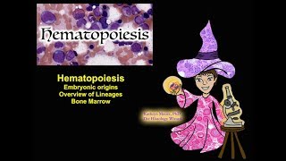 Hematopoiesis Origins Lineages and Bone Marrow CC [upl. by Anned]