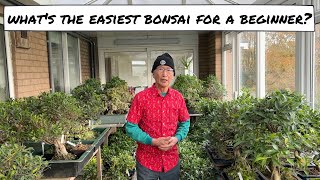 What is the Easiest Bonsai for a Beginner [upl. by Strade]