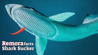 Remora Facts The Shark Sucker  Remora Facts The Shark Sucker  Animal Fact Files [upl. by Kcirnek]