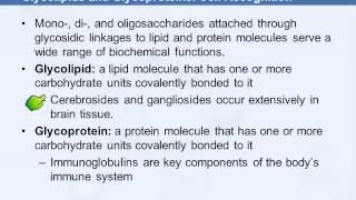 3B 720 Glycolipids amp Glycoproteins Cell Recognition [upl. by Kcirnek567]