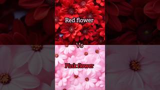 Red flower🌹❤️vs pink flower 🌷💖gown👗heels👠nail💅lipstick💄watch⌚ring💍cake🎂shortsviral [upl. by Ahseer]